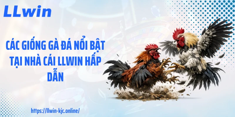 Các giống gà đá nổi bật tại nhà cái LLWIN hấp dẫn