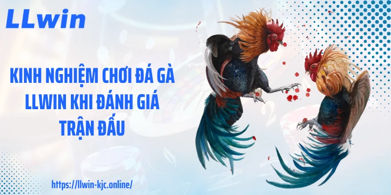 Kinh nghiệm chơi đá gà LLWIN khi đánh giá trận đấu
