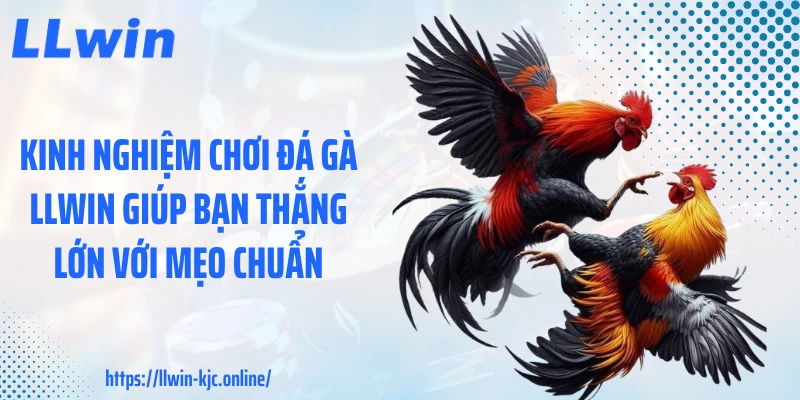 Kinh Nghiệm Chơi Đá Gà LLWIN Giúp Bạn Thắng Lớn Với Mẹo Chuẩn